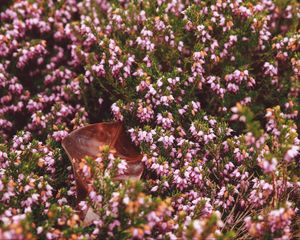 Preview wallpaper flowers, garden, flowerbed, autumn