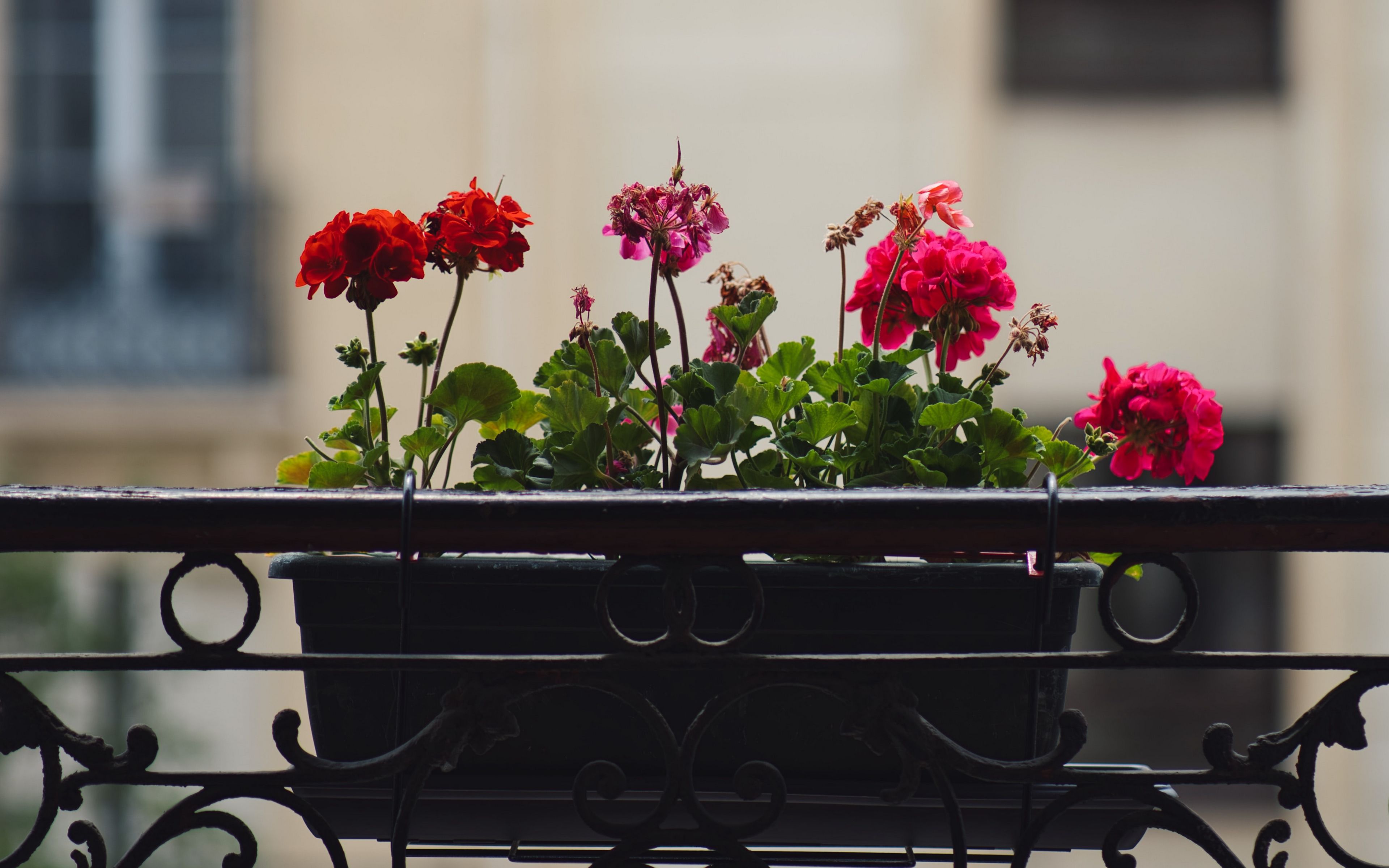 Download wallpaper 3840x2400 geranium, flowers, pot, plant, balcony 4k