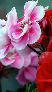 Preview wallpaper flowers, geranium, twigs, petals