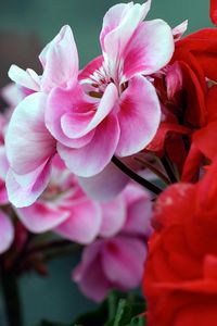 Preview wallpaper flowers, geranium, twigs, petals