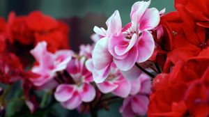 Preview wallpaper flowers, geranium, twigs, petals