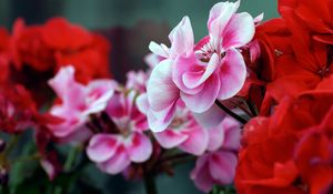 Preview wallpaper flowers, geranium, twigs, petals