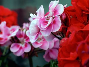 Preview wallpaper flowers, geranium, twigs, petals