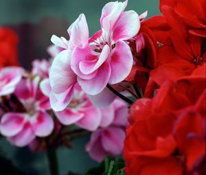 Preview wallpaper flowers, geranium, twigs, petals