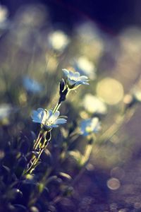 Preview wallpaper flowers, glare, blurred, grass, meadow