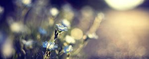 Preview wallpaper flowers, glare, blurred, grass, meadow
