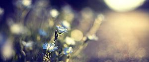 Preview wallpaper flowers, glare, blurred, grass, meadow