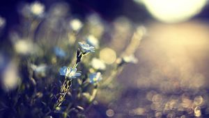 Preview wallpaper flowers, glare, blurred, grass, meadow