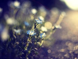 Preview wallpaper flowers, glare, blurred, grass, meadow