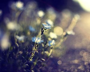 Preview wallpaper flowers, glare, blurred, grass, meadow