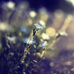 Preview wallpaper flowers, glare, blurred, grass, meadow