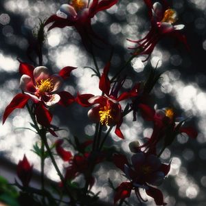 Preview wallpaper flowers, glare, bokeh, macro, blur