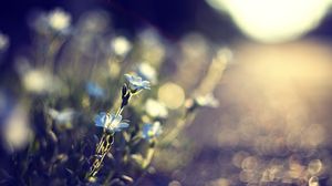 Preview wallpaper flowers, glare, grass, background