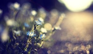 Preview wallpaper flowers, glare, grass, background