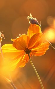 Preview wallpaper flowers, glare, stems, autumn