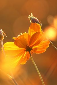 Preview wallpaper flowers, glare, stems, autumn