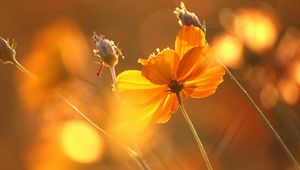 Preview wallpaper flowers, glare, stems, autumn