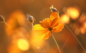 Preview wallpaper flowers, glare, stems, autumn