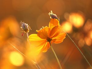 Preview wallpaper flowers, glare, stems, autumn