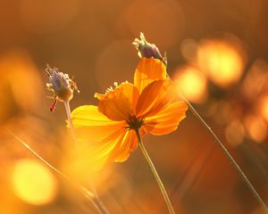 Preview wallpaper flowers, glare, stems, autumn