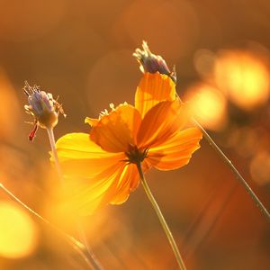 Preview wallpaper flowers, glare, stems, autumn