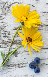 Preview wallpaper flowers, grapes, surface