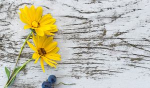 Preview wallpaper flowers, grapes, surface
