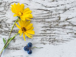 Preview wallpaper flowers, grapes, surface