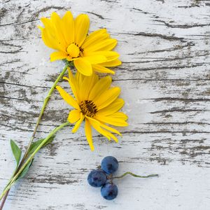 Preview wallpaper flowers, grapes, surface