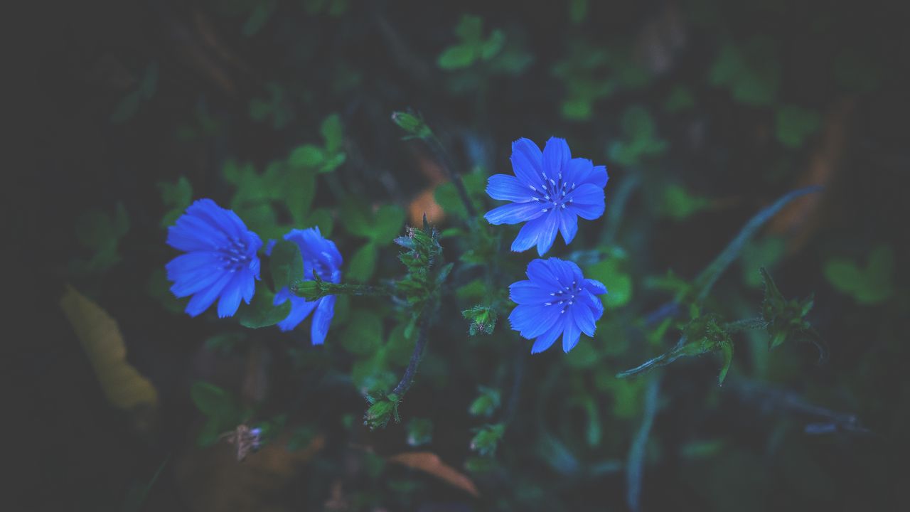 Wallpaper flowers, grass, blue