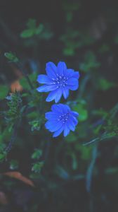 Preview wallpaper flowers, grass, blue