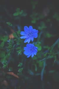 Preview wallpaper flowers, grass, blue