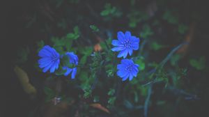 Preview wallpaper flowers, grass, blue