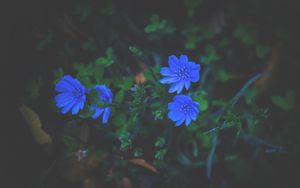 Preview wallpaper flowers, grass, blue