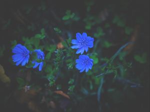 Preview wallpaper flowers, grass, blue
