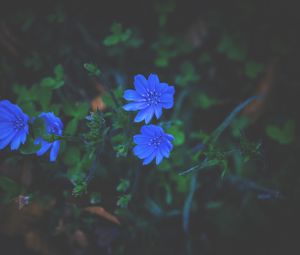Preview wallpaper flowers, grass, blue