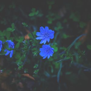 Preview wallpaper flowers, grass, blue