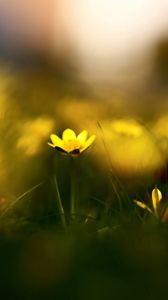 Preview wallpaper flowers, grass, blur, wildflowers