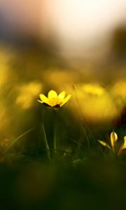 Preview wallpaper flowers, grass, blur, wildflowers