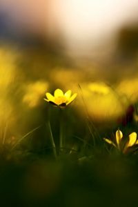 Preview wallpaper flowers, grass, blur, wildflowers