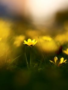 Preview wallpaper flowers, grass, blur, wildflowers