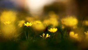 Preview wallpaper flowers, grass, blur, wildflowers