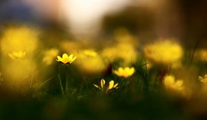 Preview wallpaper flowers, grass, blur, wildflowers