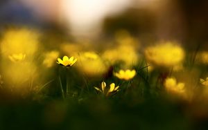 Preview wallpaper flowers, grass, blur, wildflowers