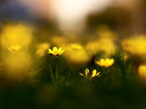 Preview wallpaper flowers, grass, blur, wildflowers