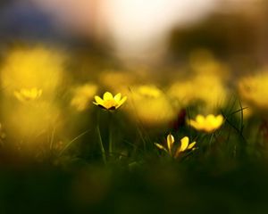 Preview wallpaper flowers, grass, blur, wildflowers