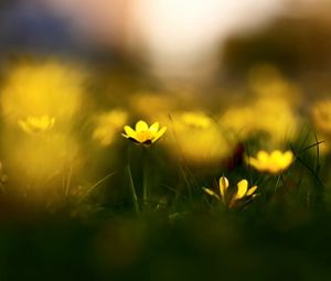 Preview wallpaper flowers, grass, blur, wildflowers