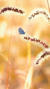 Preview wallpaper flowers, grass, butterfly