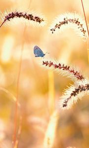 Preview wallpaper flowers, grass, butterfly