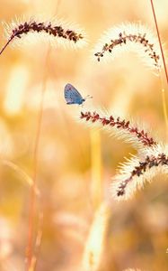 Preview wallpaper flowers, grass, butterfly